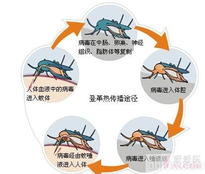 登革病毒感染后可导致隐性感染,登革热,登革出血热,登革出血热我国